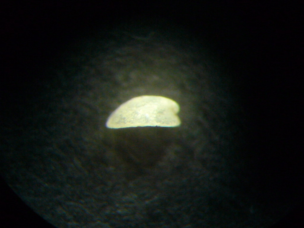 Veleropilina zografi?